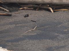 Cryptoblepharus cursor