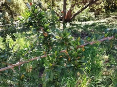 Argania spinosa
