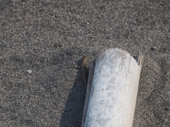 Cryptoblepharus cursor