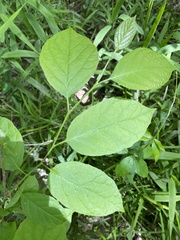 Styracaceae