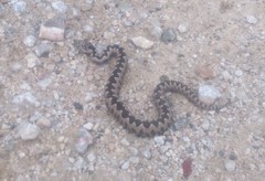 Vipera ammodytes