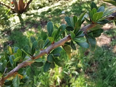 Argania spinosa