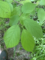 Styracaceae