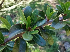 Argania spinosa