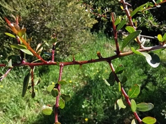 Argania spinosa