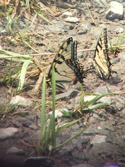 Papilio appalachiensis