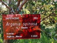 Argania spinosa