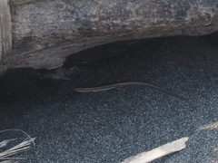 Cryptoblepharus cursor