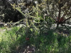Argania spinosa