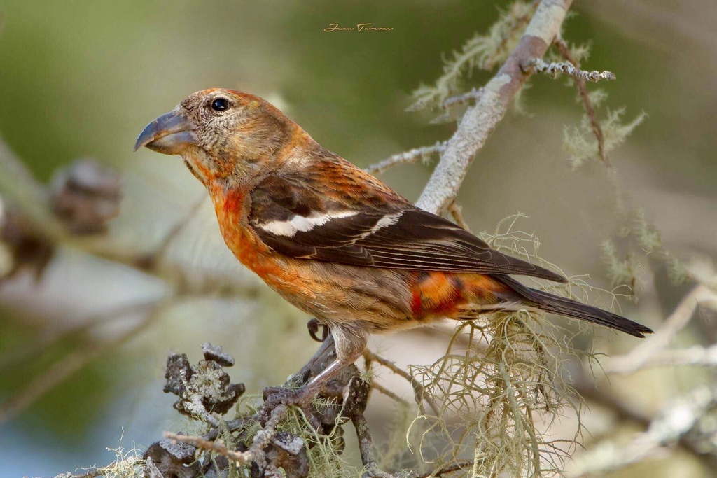 Hispaniolan Crossbill (Loxia megaplaga) photo