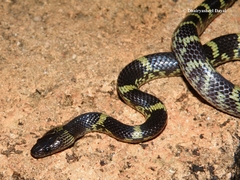 Lycodon travancoricus