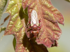 Myopa clausa