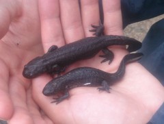 Triturus macedonicus