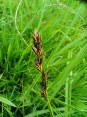 Carex otrubae