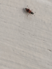 Anthocomus