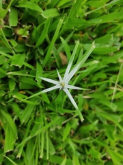 Cyperus luzulae