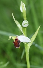 Ophrys apifera fulvofusca