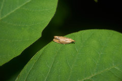 Neoanathamna nipponica