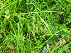 Carex divulsa divulsa