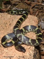 Lycodon travancoricus