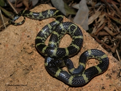 Lycodon travancoricus