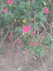 Salvia microphylla