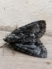 Acronicta fragilis