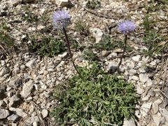 Globularia spinosa