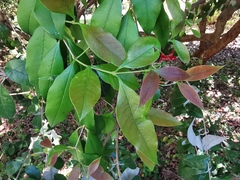 Eugenia uruguayensis