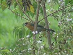 Schistochlamys ruficapillus