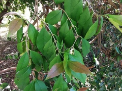 Eugenia uruguayensis