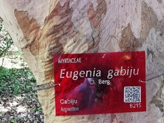 Eugenia uruguayensis