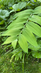 Polygonatum biflorum