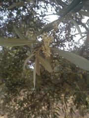 Olea europaea
