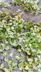 Ranunculus omiophyllus