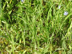 Achillea millefolium