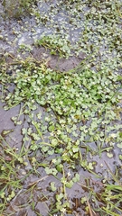 Ranunculus omiophyllus