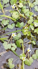 Ranunculus omiophyllus