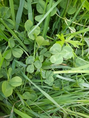 Trifolium repens