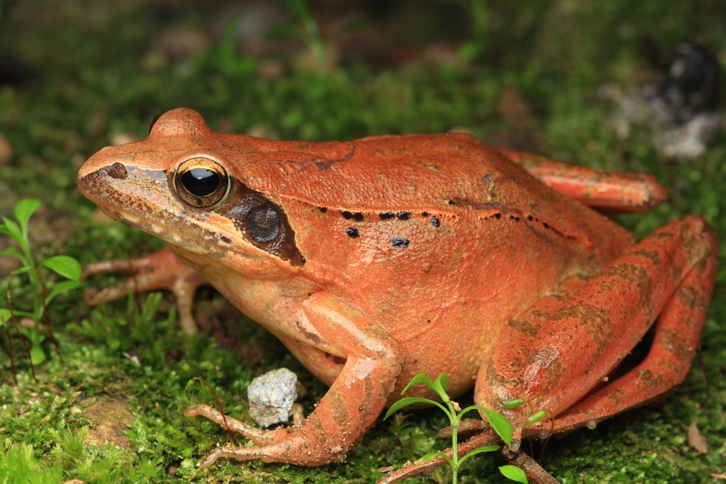 Long-Legged Brown Frog