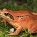 Taipa Frog - Photo (c) cypherone, some rights reserved (CC BY-NC-SA)