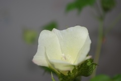 Gossypium