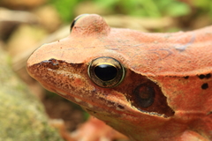 Long-Legged Brown Frog photo 2