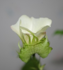 Gossypium