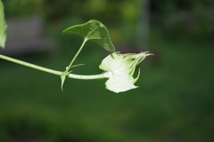 Gossypium