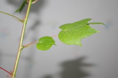 Gossypium