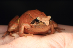 Long-Legged Brown Frog photo 3