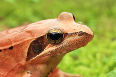 Long-Legged Brown Frog photo 5