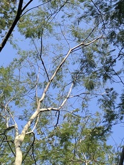 Anadenanthera colubrina