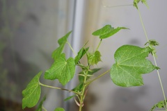 Gossypium